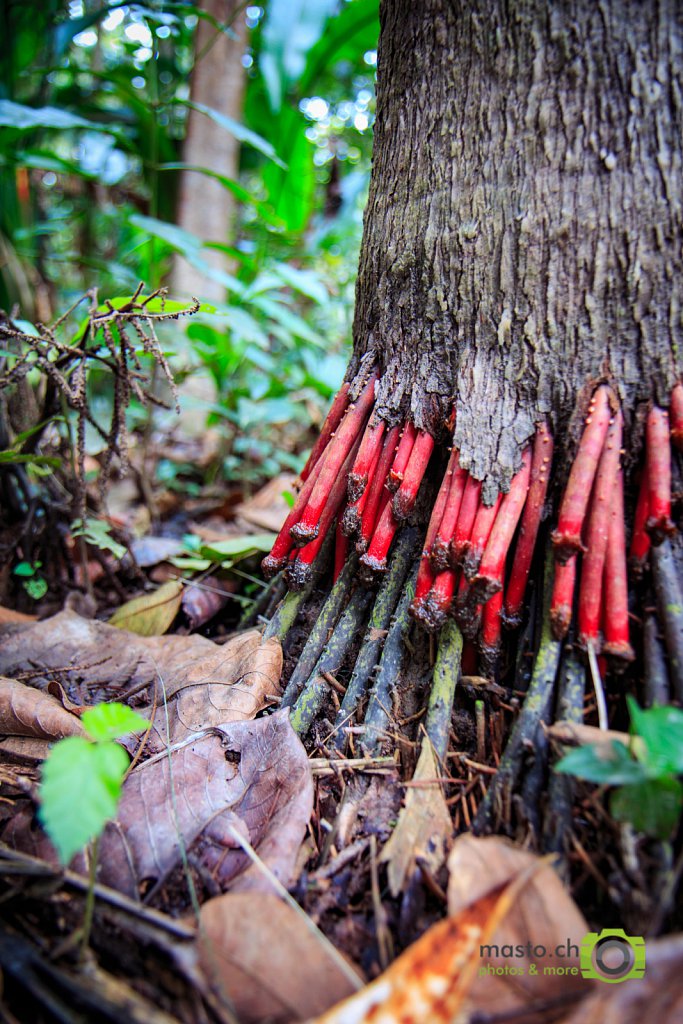 Amazon red roots