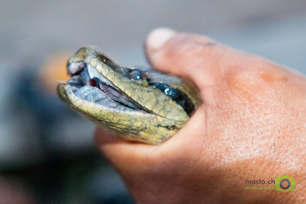 Young anaconda