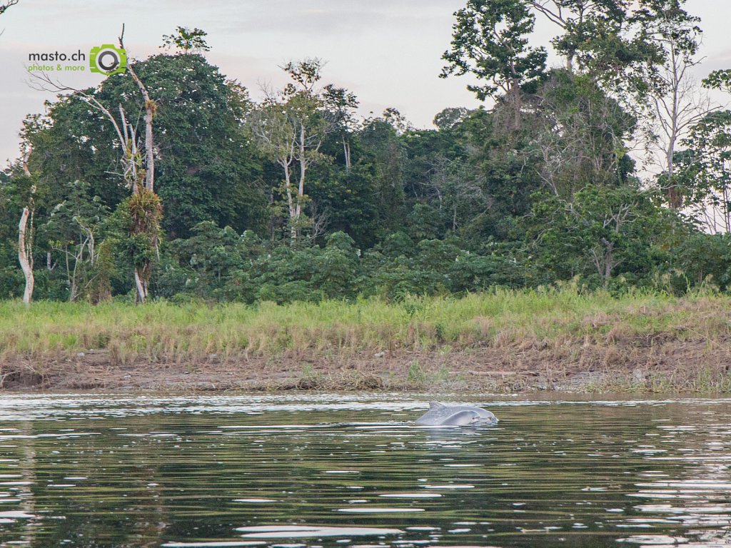 Amazon river dophins