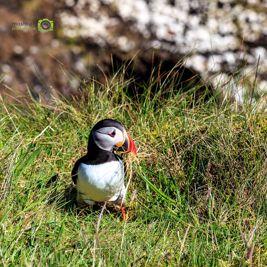 Funny puffin