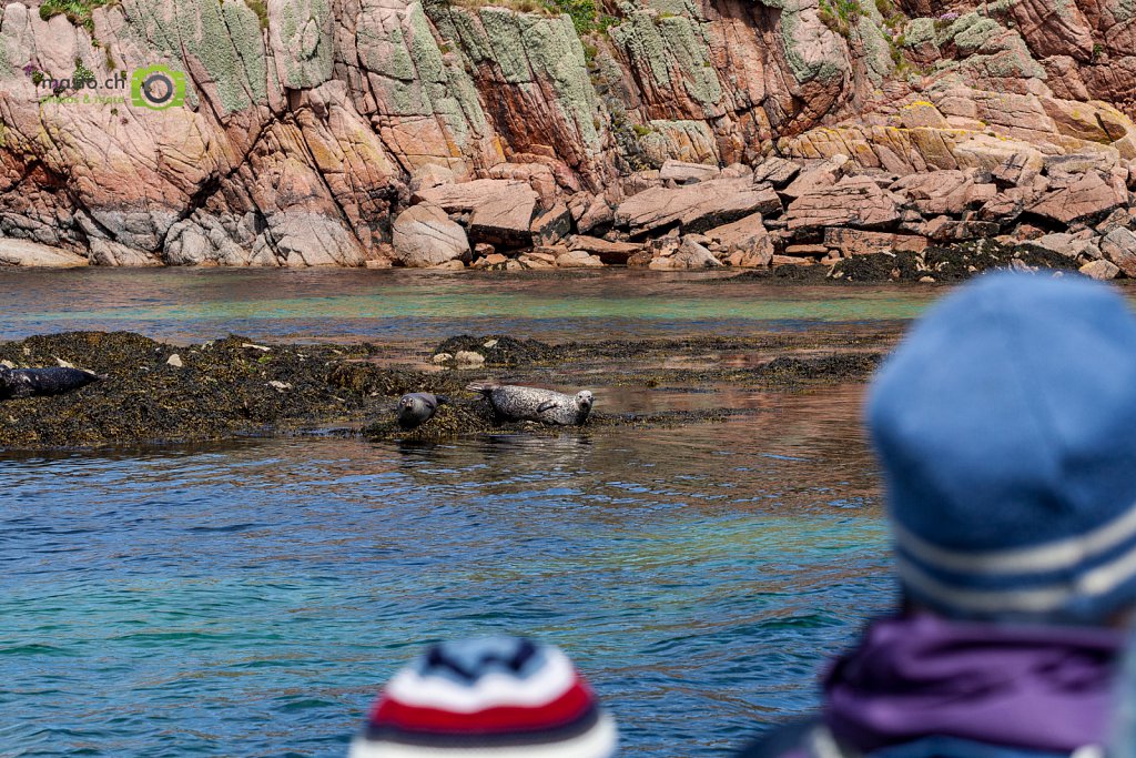 Mull Sealions